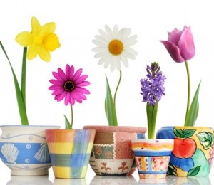 Florile