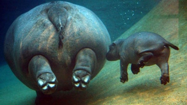 hipopotam de vedere)