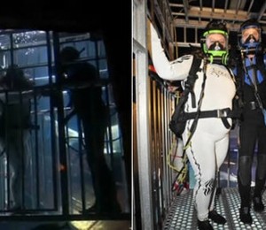 Nunta in cusca cu rechini