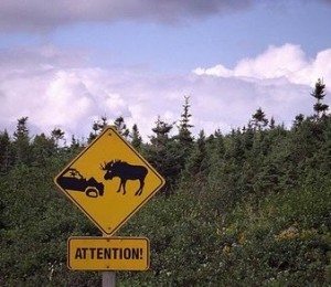 Atentie! Cerbii contraataca