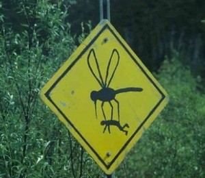 Atentie! Tantari rapitori