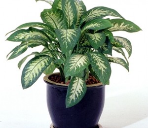 Aglaonema (Aglaonema modestum)