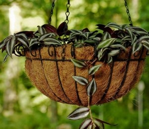 Crin verde (Chlorophytum comosum)