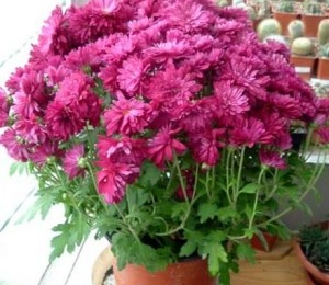 Crizantema (Chrysanthemum morifolium)