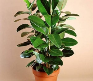 Ficusul (Ficus elastica)