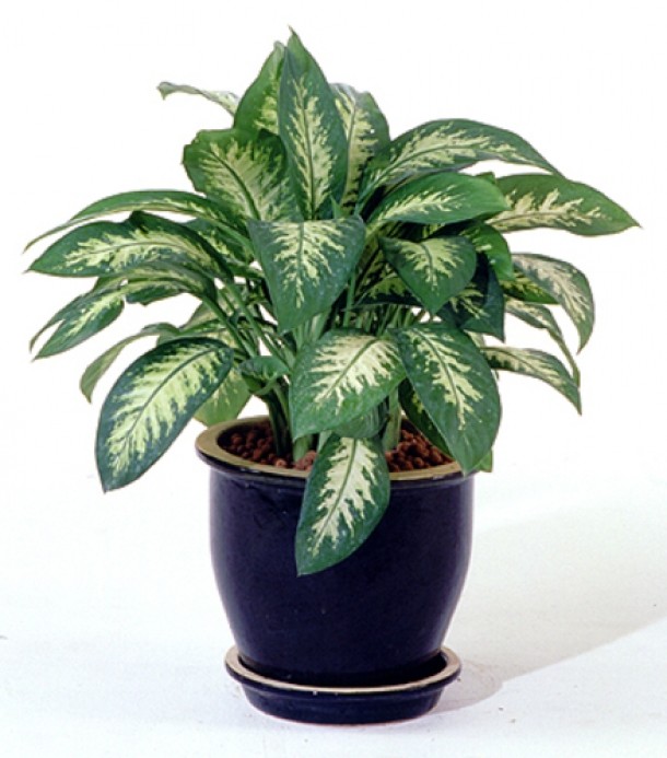 Aglaonema (Aglaonema modestum)