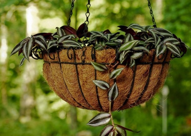 Crin verde (Chlorophytum comosum)