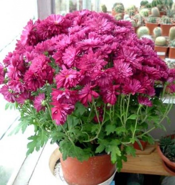 Crizantema (Chrysanthemum morifolium)