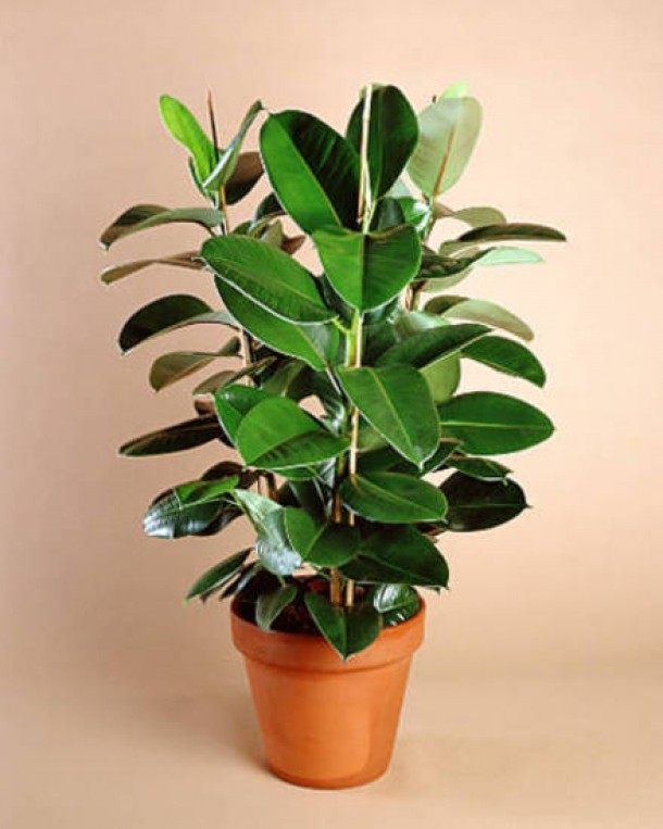Ficusul (Ficus elastica)