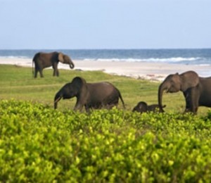 Loango National Park