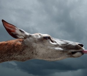 Jochen Resch Germania