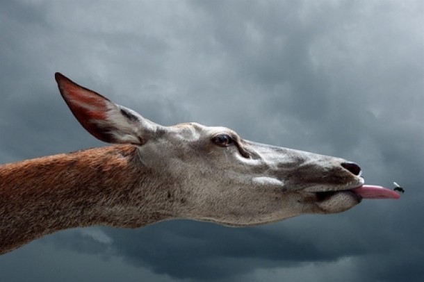 Jochen Resch Germania