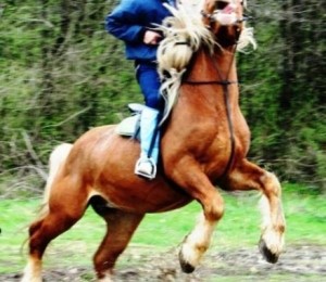 Clubul de echitatie Robin Hood