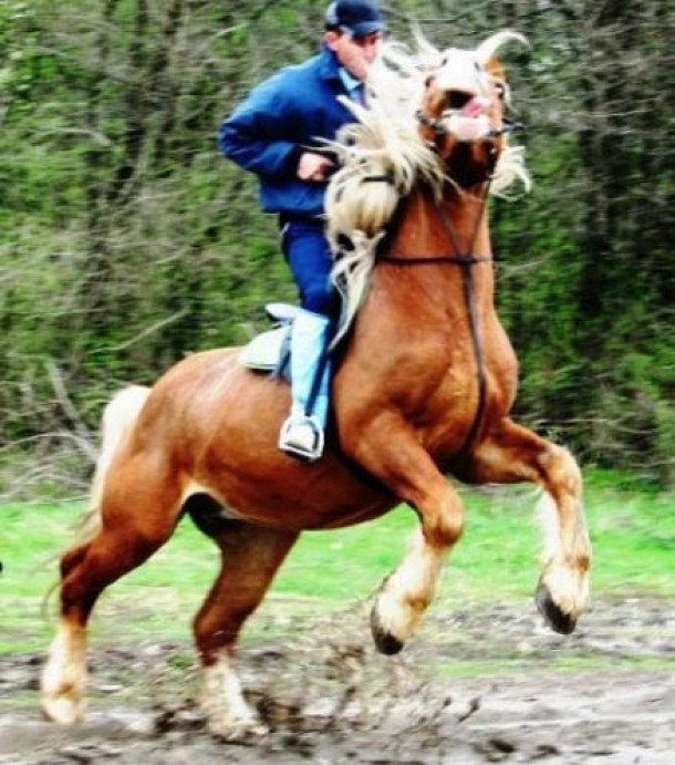 Clubul de echitatie Robin Hood