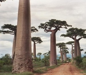 Bulevardul baobabilor din Madagascar