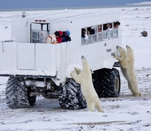 capitala ursilor albi - Churchill, Canada