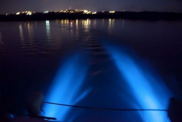 golful creaturilor bioluminiscente - Mosquito Bay, Puerto Rico