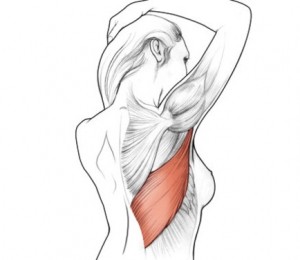 muschiul latissimus dorsi