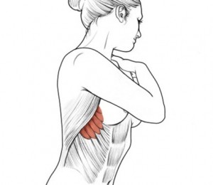 muschiul serratus anterior