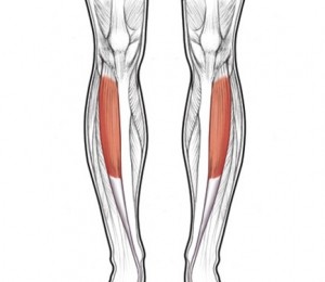 muschiul tibial anterior