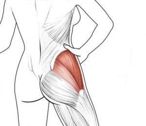 muschiul gluteus medius