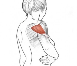 muschiul deltoid posterior