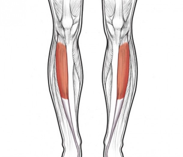 muschiul tibial anterior