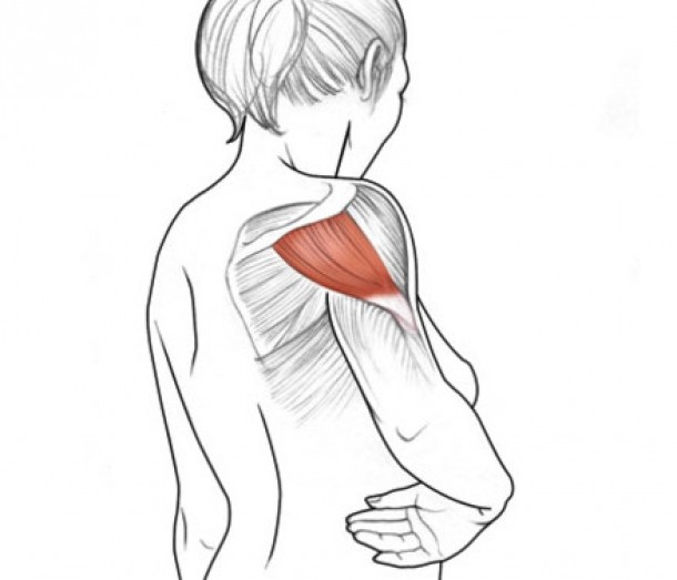 muschiul deltoid posterior