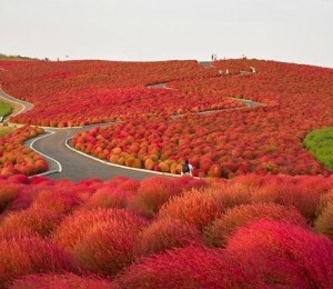 Hitachi Seaside Park, Japonia