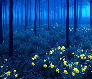 Padurea Neagra, Germania