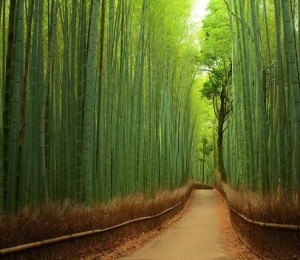 Padure de bambus, Japonia