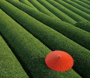 Plantatie de ceai, China