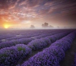 Plantatie de lavanda, Franta