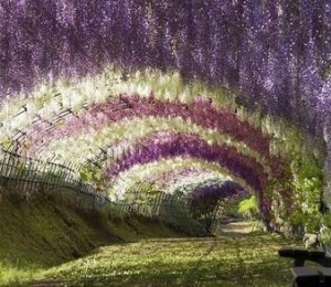 Tunel cu orhidee, Japonia