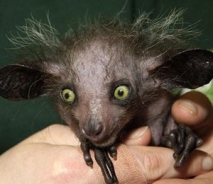 Aye-aye