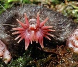 Cartita cu nasul stea