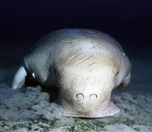 Dugong