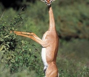 Gerenuk