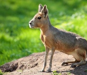 Mara patagoniana