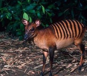 Zebra Duiker