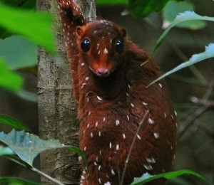 Sunda Colugo