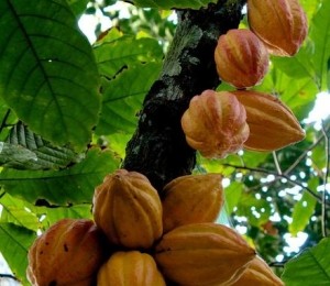 Cacao