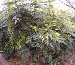 Mahonia