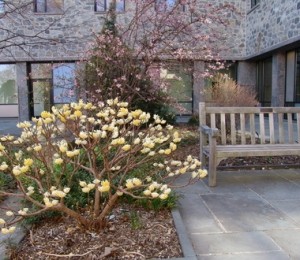 Edgeworthia chrysantha