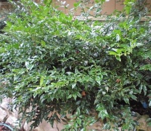 Sarcococca