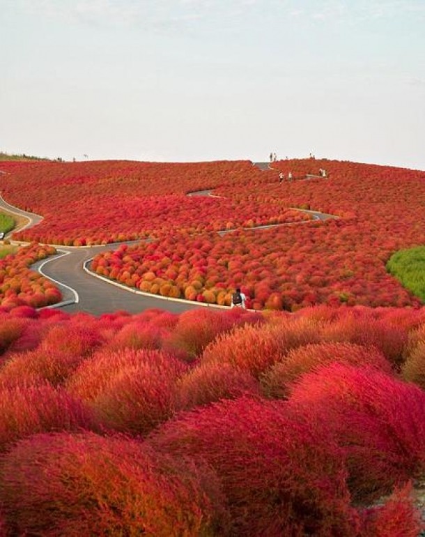 Hitachi Seaside Park, Japonia
