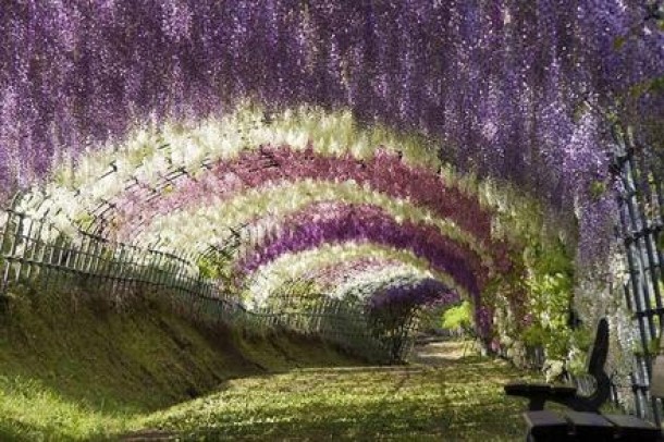 Tunel cu orhidee, Japonia