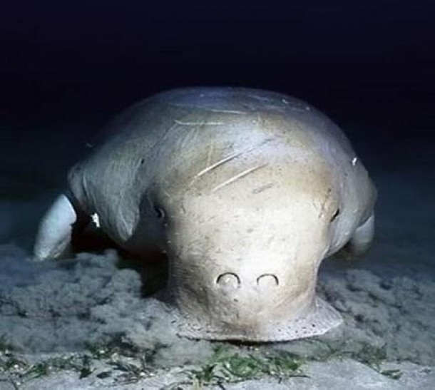Dugong