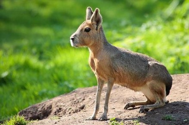 Mara patagoniana