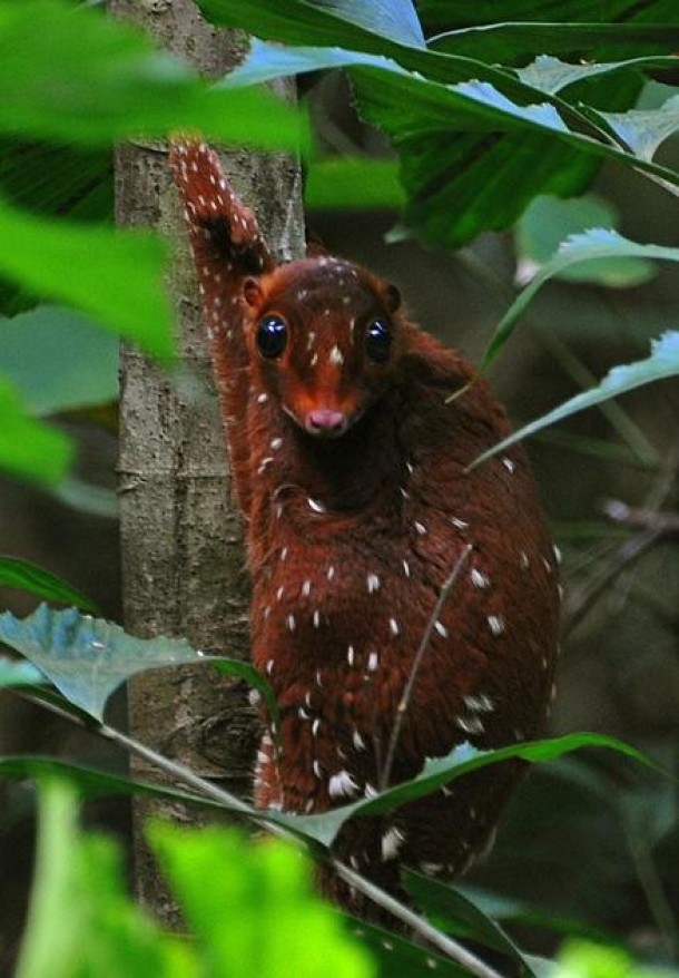 Sunda Colugo